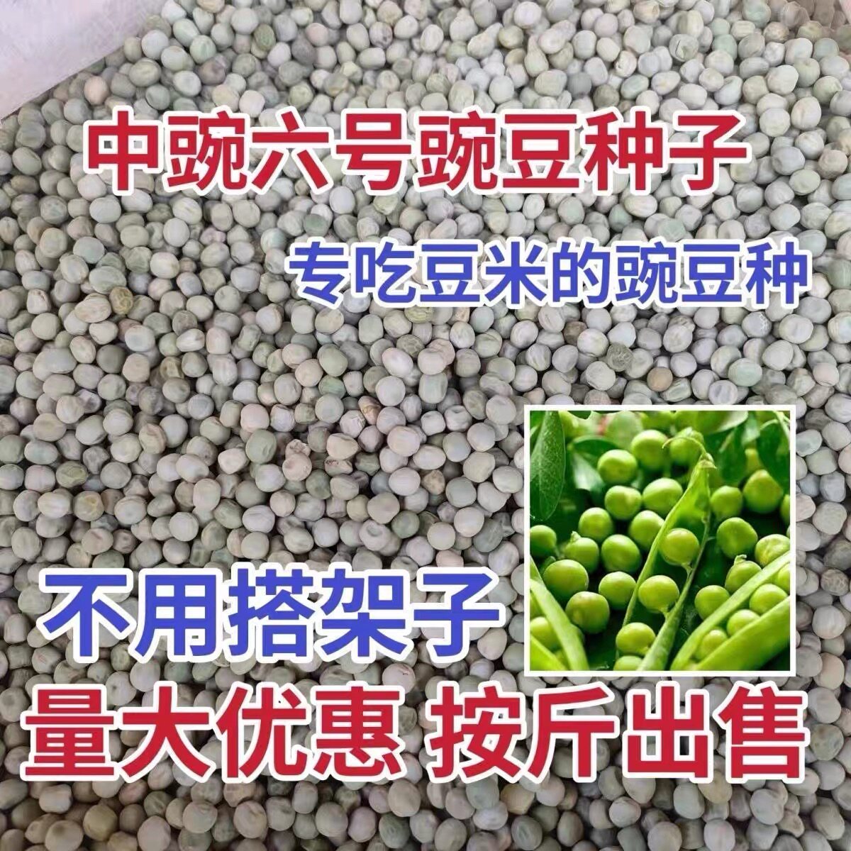 甘肃定西老品种种子中豌6号种子吃豆米专用早熟青豆秋冬季蔬菜籽