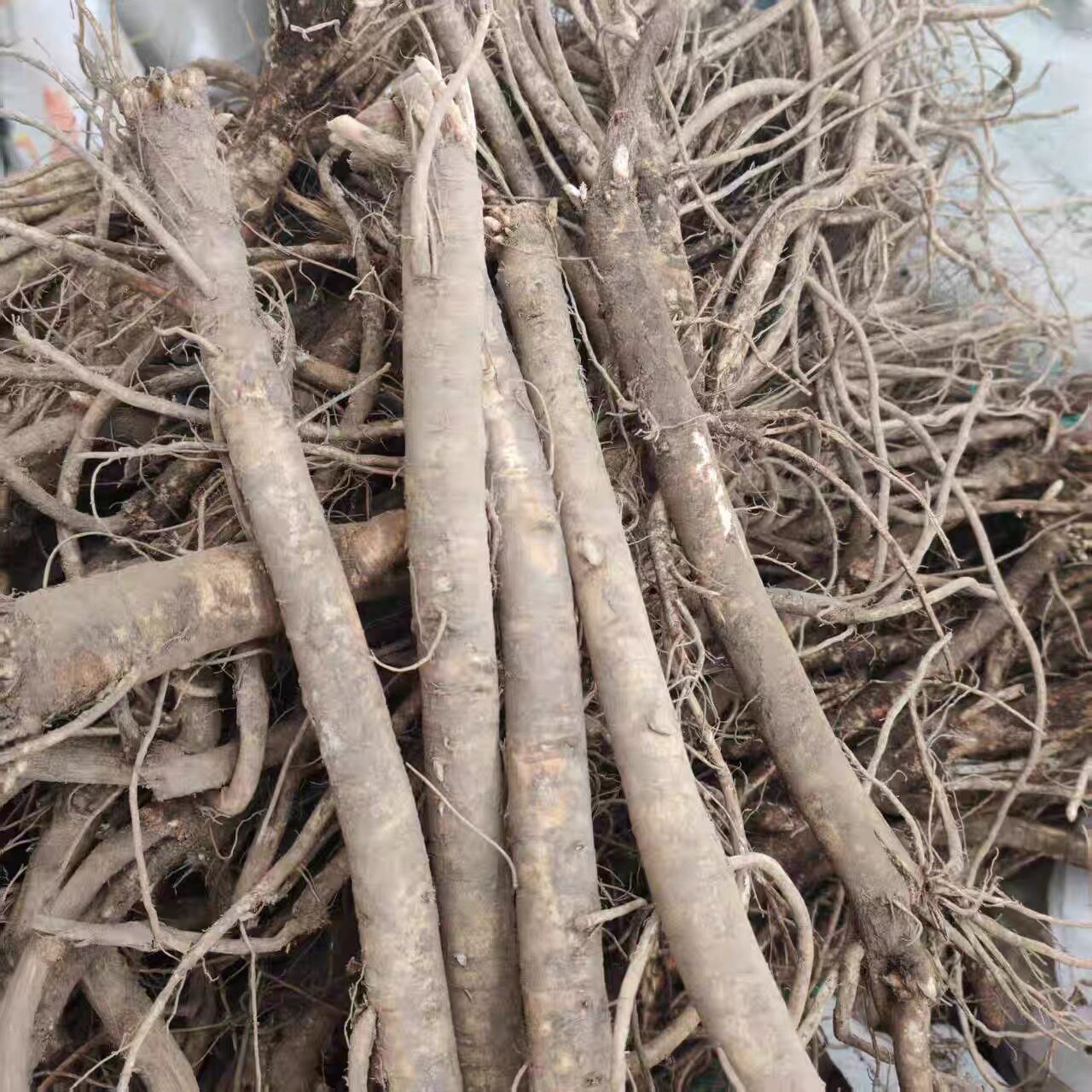 甘肃定西新鲜黄芪现挖特级无硫新鲜当归新鲜党参精选包邮量大议价