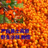 黄土高原野纯天然野生新鲜沙棘果2斤 包邮