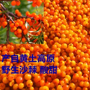 黄土高原野纯天然野生新鲜沙棘果2斤包邮29