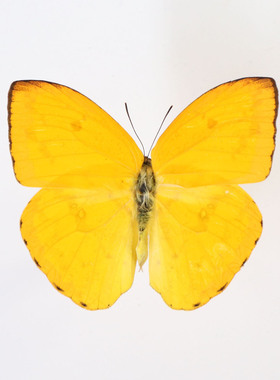 蝴蝶 杏菲粉蝶 Phoebis argante 原蝶A1未展翅真标本科普教学装饰