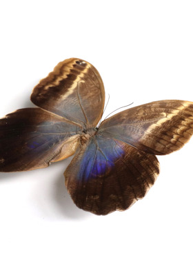 猫头鹰环蝶 Caligo atreus原蝶 A1未展翅定制教育科普节日礼品