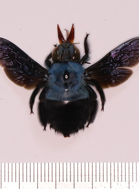 蓝胸木蜂Xylocopa caerulea黄胸木蜂Xylocopa pubescens已展翅干