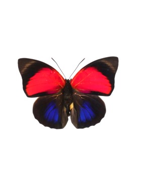 蝴蝶 玫瑰彩袄蛱蝶 Agrias claudina lugens原蝶A1未展翅真标本