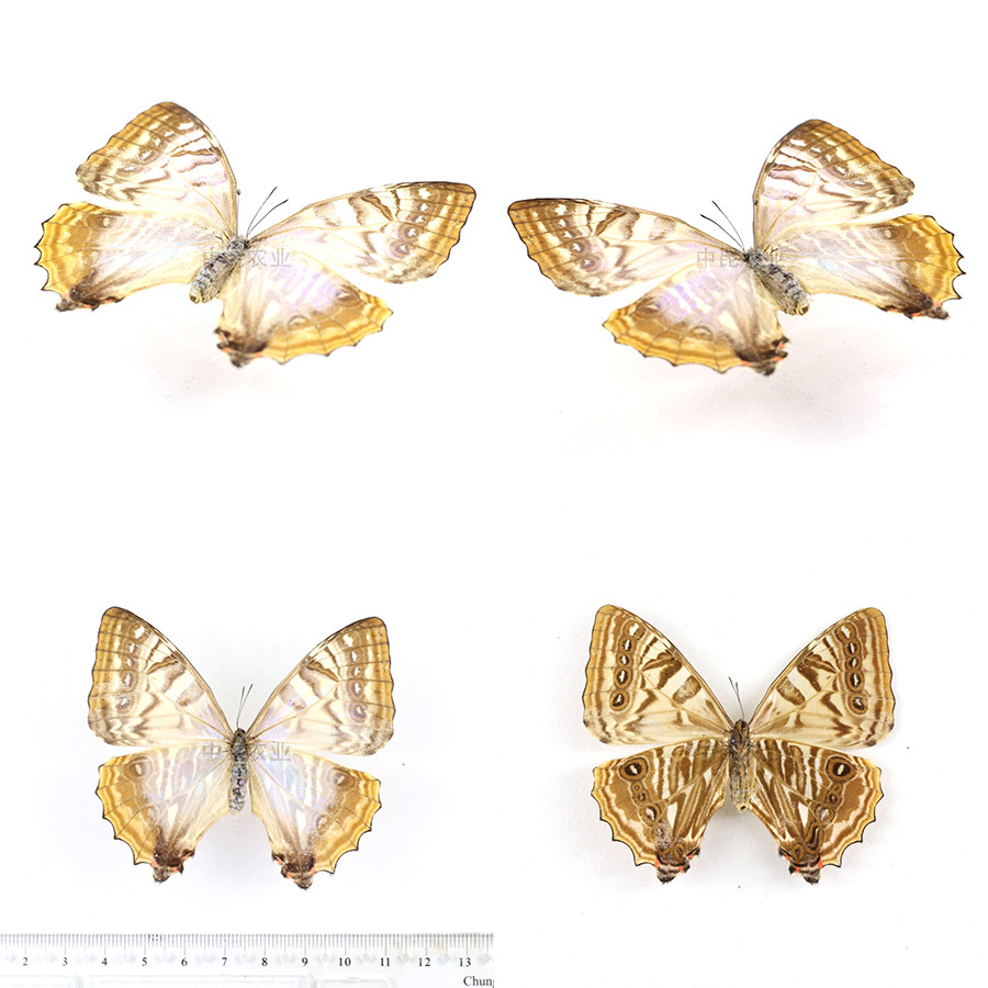 夜光闪蝶morpho sulkowskyi 雌a1原蝶 夜明珠闪蝶 科普教育礼品