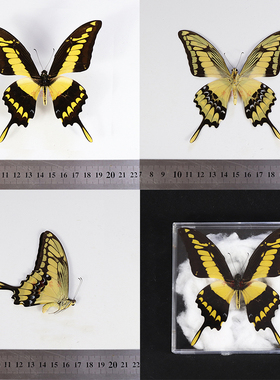 敏芷凤蝶Papilio thoas国外蝴蝶  未展翅原蝶 定制节日礼品