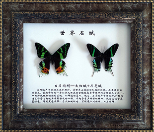 日月同辉 太阳蛾 月亮蛾 锦纹燕尾蛾 昆虫 标本 工艺品 礼品 蝴蝶