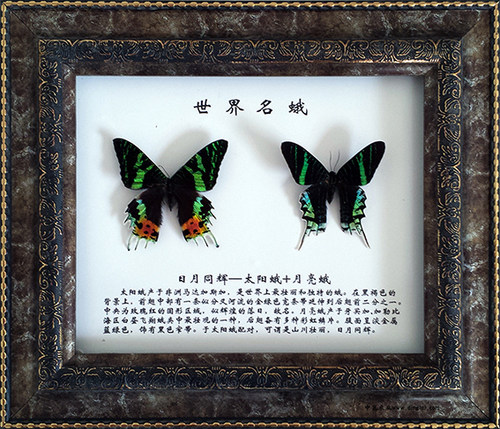 日月同辉 太阳蛾 月亮蛾 锦纹燕尾蛾 昆虫 标本 工艺品 礼品 蝴蝶