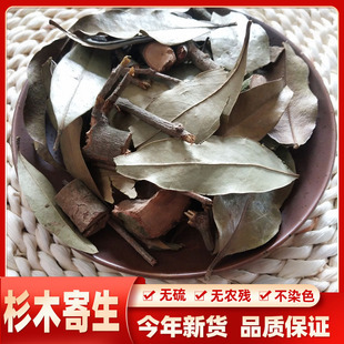 野生中药材 杉木寄生 杉树寄生 杉寄生 切片段干品500g 中药材