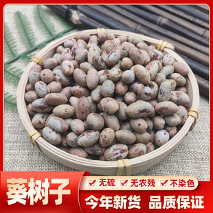 中药材野生葵扇子米 葵扇籽 葵树籽 葵树子 蒲扇子 500克包邮