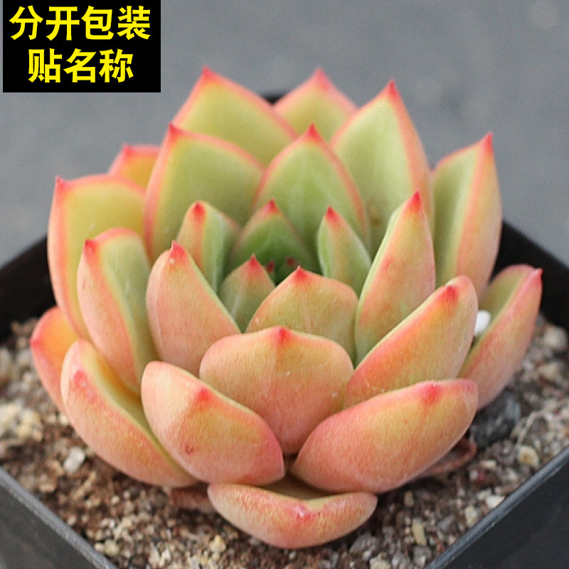 多肉植物组合盆栽绿植花卉吸甲醛肉肉华美大颗