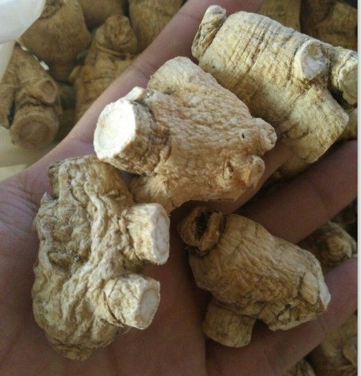 东北长白山西洋参段 粒头大个花旗参段 单个20克 西洋参250克包邮