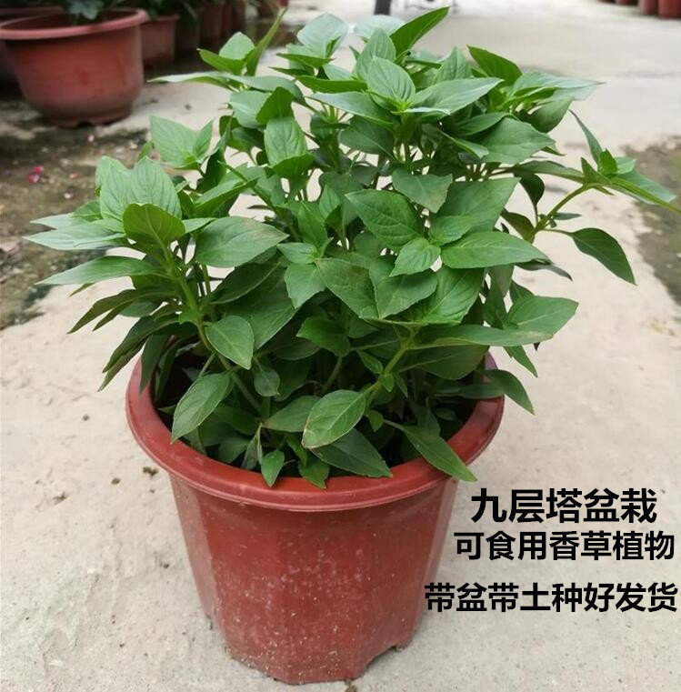 罗勒九层塔金不换盆栽叶苗味清香驱蚊阳台庭院可食用香草植物料理