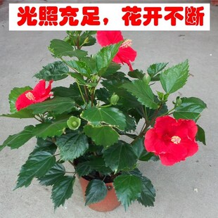 扶桑花朱槿盆栽观花盆景大红花绿植阳台绿色植物花卉四季开花易种