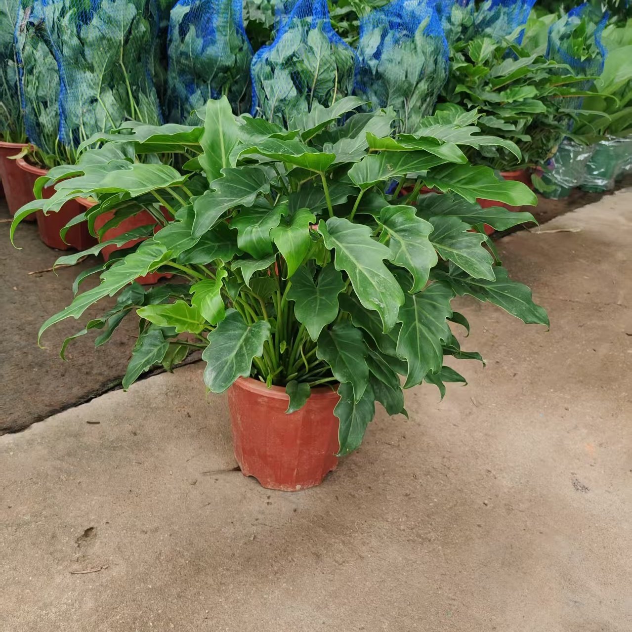 小天使盆栽植物蔓绿绒可水培春雨室内外观叶四季常青绿植客厅好养