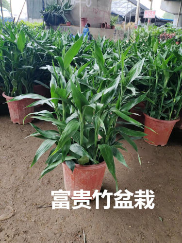 富贵竹水培室内净化空气美观易养