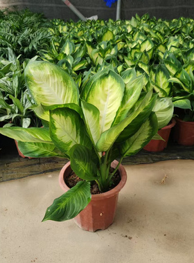玛丽安花叶万年青绿植盆栽办公室内桌面水培植物防辐射盆景绿色大