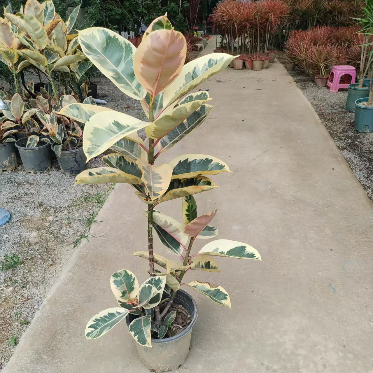 观叶植物花叶金刚橡皮树阳台客厅