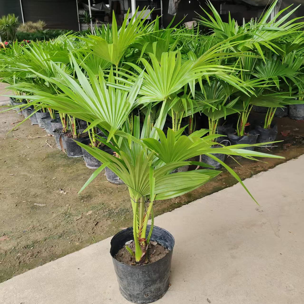 大叶蒲葵盆栽棕榈绿植净化空气