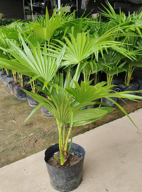大叶蒲葵盆栽棕榈绿植净化空气