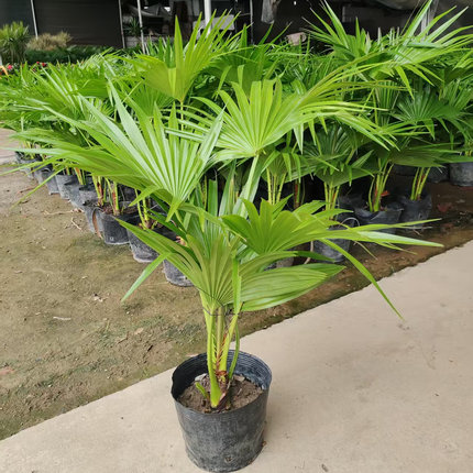 大叶蒲葵盆栽棕榈绿植走廊庭院美化盆景植物净化空气好养易活绿化