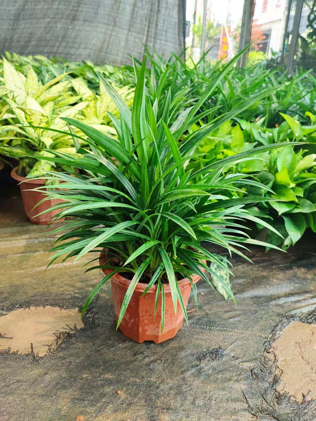 香兰叶盆栽新鲜可食用香料植物斑斓叶苗绿植室内庭院驱蚊净化空气