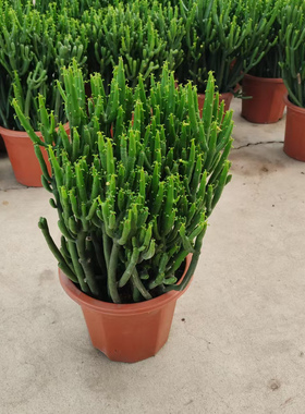 多年生多肉绿植珊瑚棒澎湖树植物组合盆栽多头阳台桌面光棍树易养