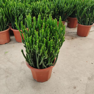 多年生多肉绿植珊瑚棒澎湖树植物组合盆栽多头阳台桌面光棍树易养