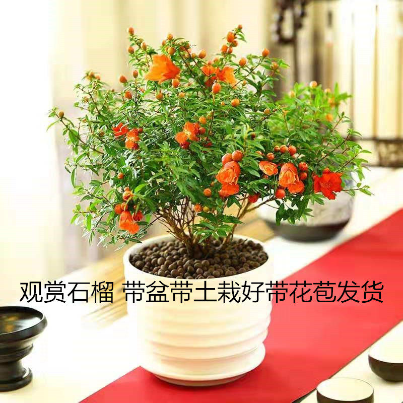 观花观果石榴树花盆栽日本翠叶石榴盆景庭院阳台四季开花花卉植物