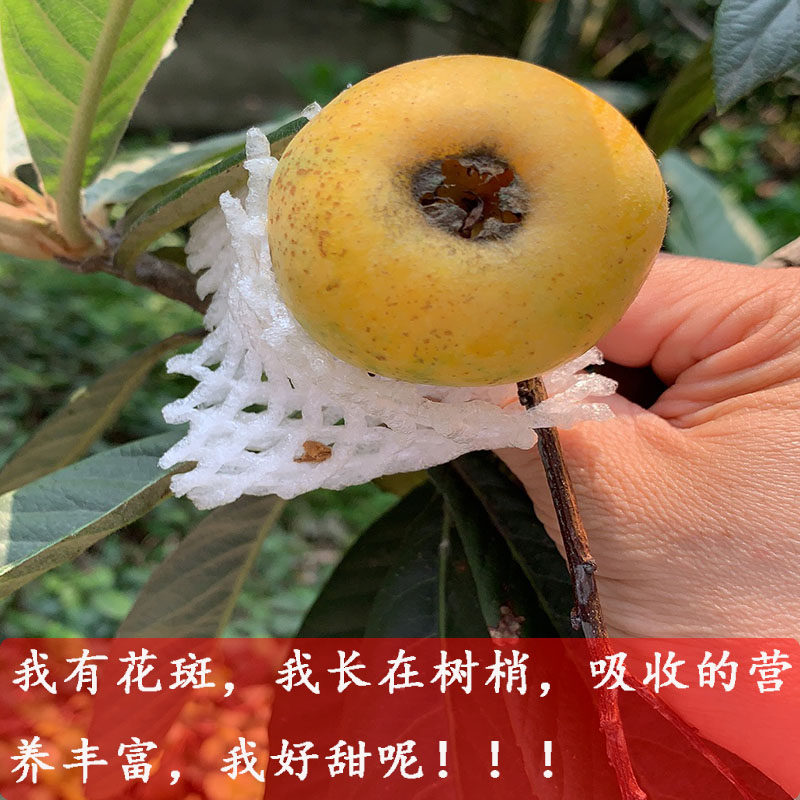 苏州西山青种枇杷PK东山白玉枇杷琵琶爽口超甜自然熟现摘现发礼盒