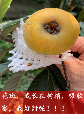苏州西山青种枇杷PK东山白玉枇杷琵琶爽口超甜自然熟现摘现发礼盒
