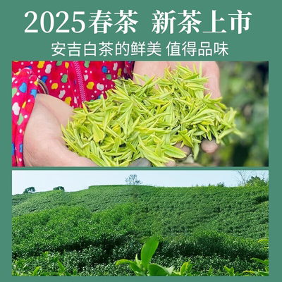 春茶特卖安吉白茶雨前绿茶 2025年新茶核心产区罐装250克限时特价