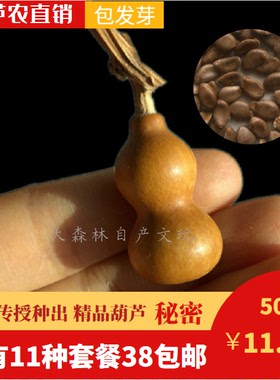 盆栽庭院小葫芦爬藤阳台手捻高产