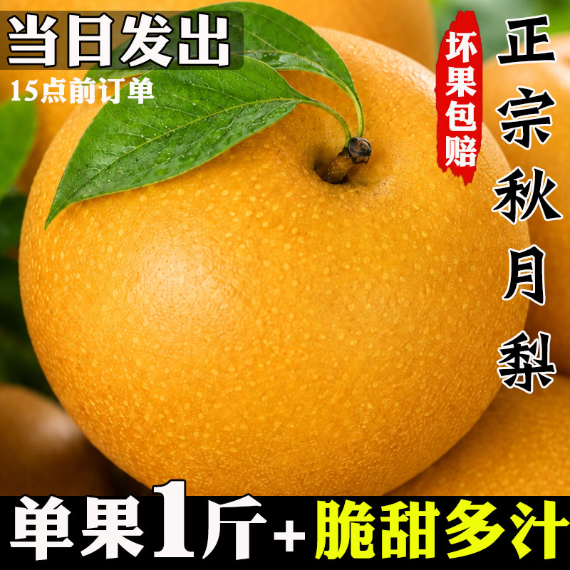 山东秋月梨现摘现发
