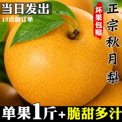 山东秋月梨现摘现发