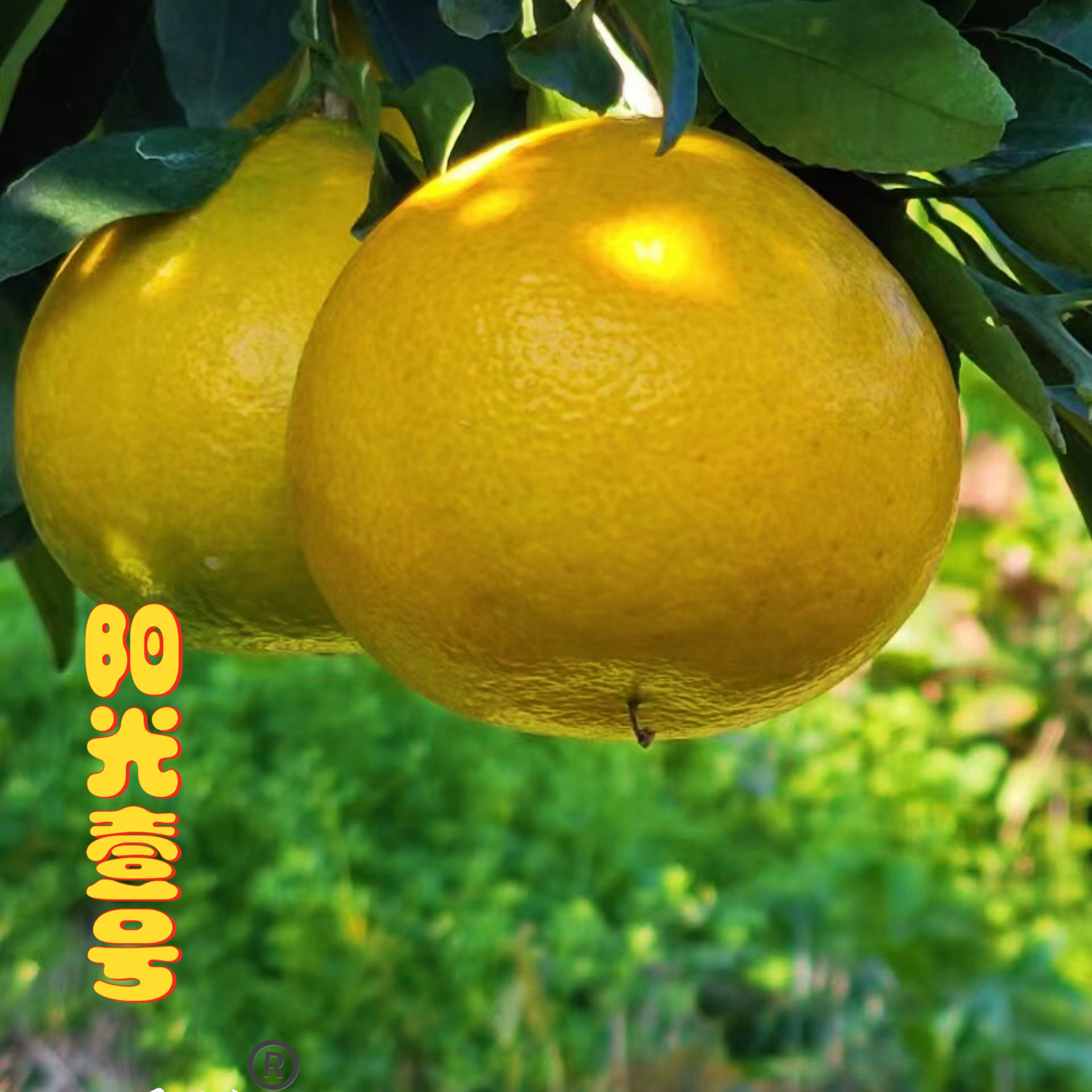 山间甜阳光壹号橘柚山间果园独特富硒红壤土口感更细腻农场直供