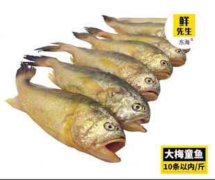 温州苍南子梅鱼炎亭鲜活梅子鱼本地大头梅童鱼可作宝宝辅食500g