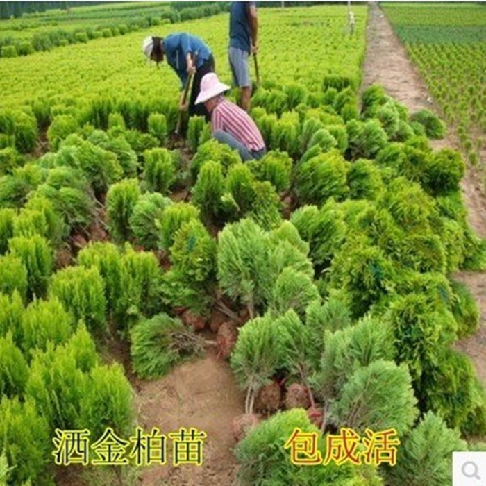 绿化苗木盆栽庭院绿化苗木