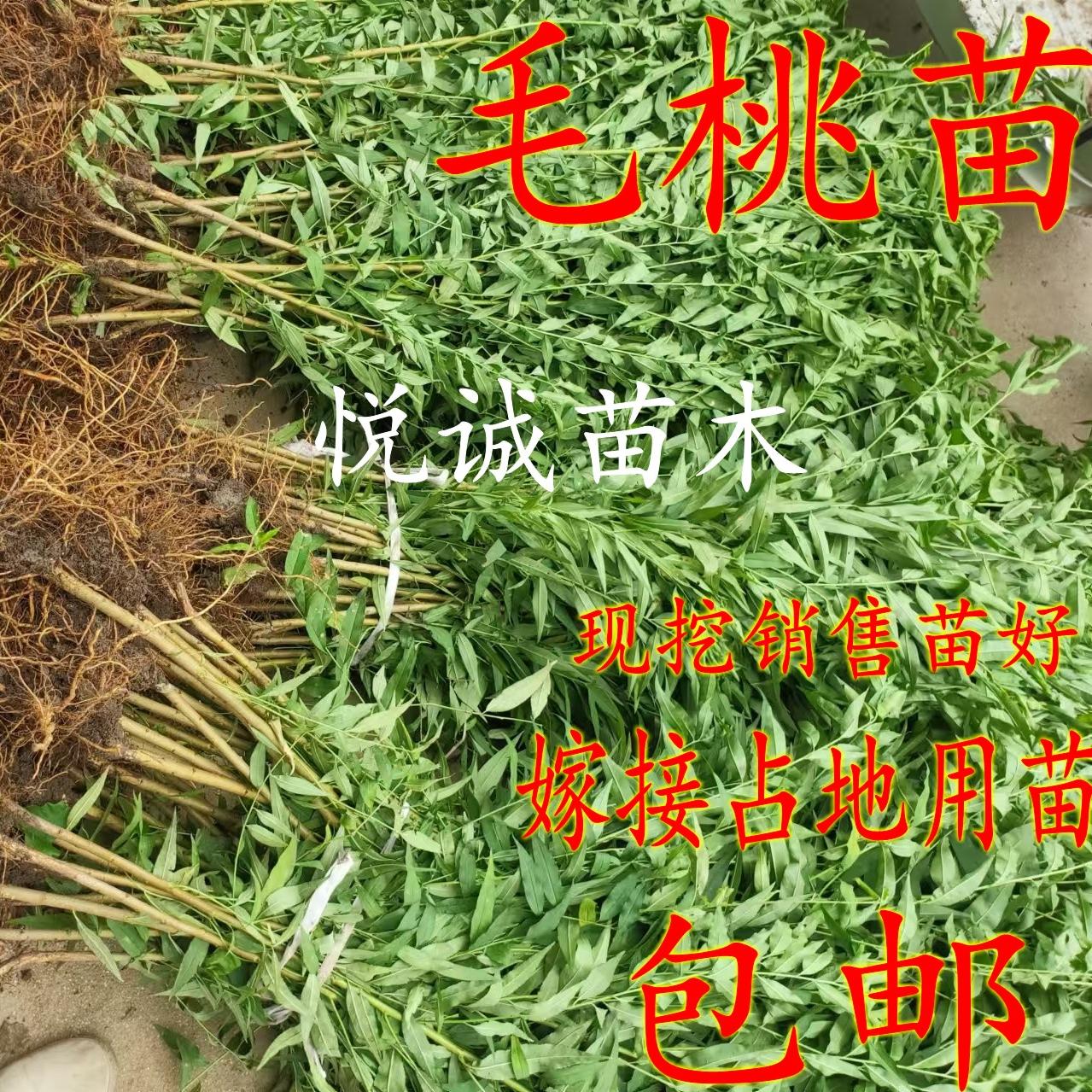 等果树嫁接砧木种子水蜜桃