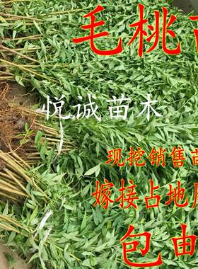 等果树嫁接砧木种子水蜜桃