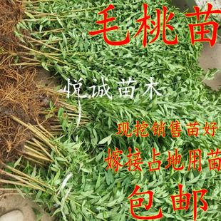 毛桃苗 树苗 山桃苗野桃苗实生桃苗桃树砧木苗野桃苗直生苗原生苗