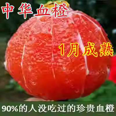 红心血橙苗嫁接脐橙树苗橙子树苗盆栽脐橙苗桔子苗树柚子果树苗