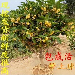 桂花树丹桂嫁接室外盆栽花卉植物浓香型树日香桂 桂花苗 四季开花