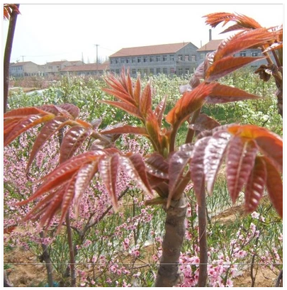 香椿树苗当年发芽红芽香椿苗 紫