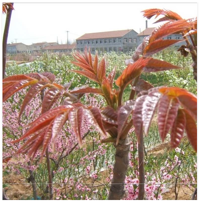 香椿树苗当年发芽红芽香椿苗紫香椿苗红油香椿苗树苗可地栽盆栽