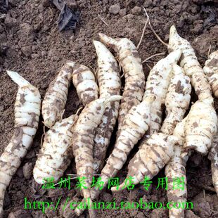 温州特产 新鲜生地 温州菜场直供 高山本地产 500g