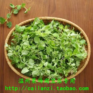 温州野菜 白落地 铜锤玉带草 泡茶 煎鸡蛋 泽雅高山采摘 250g