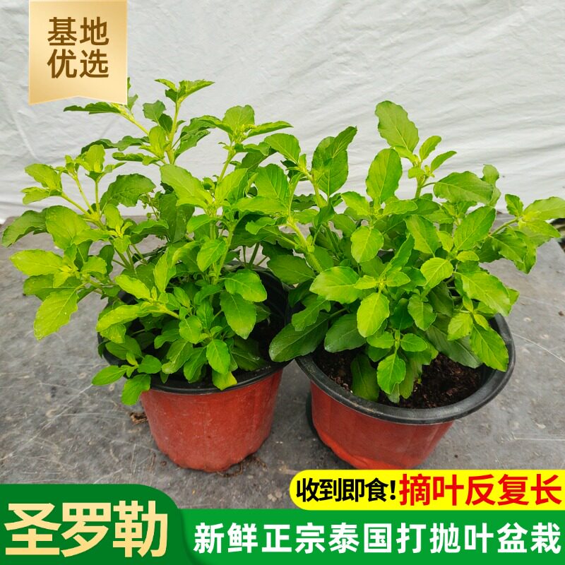 HolyBasil圣罗勒泰国打抛叶盆栽打抛饭甲抛krapow西餐香草盆栽