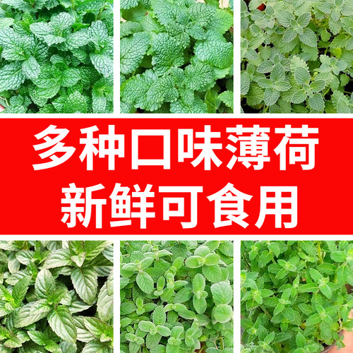 多款可食用可驱蚊薄荷好养耐活