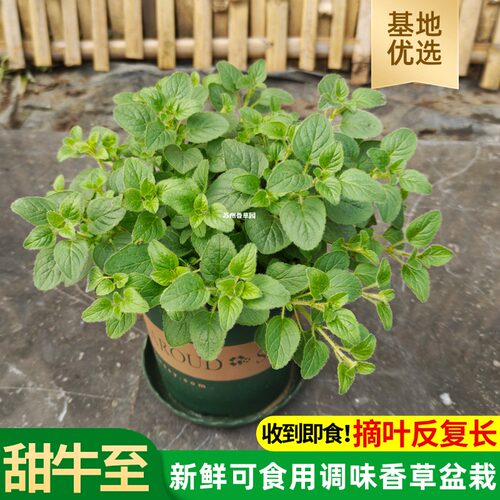 甜牛至阳台香料盆栽香草专卖店